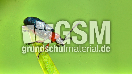 Rothalsiges Getreidehähnchen_2.jpg